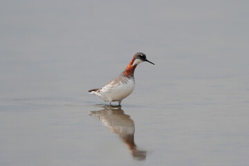 A close-up shot of a red-necked phalarope (Phalaropus lobatus) in breeding plumage stands in the blue waters of an estuary.