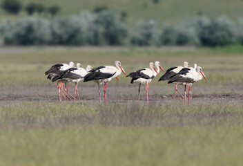 A flock of white storks (Ciconia ciconia) rest on a field road surrounded by green grass. © VOLODYMYR KUCHERENKO