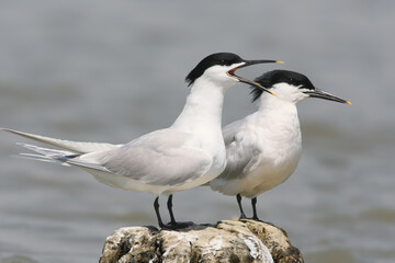 A close-up shot of a Sandwich tern (Thalasseus sandvicensis) in breeding plumage standing in the waters of the Danube.