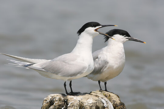 A close-up shot of a Sandwich tern (Thalasseus sandvicensis) in breeding plumage standing in the waters of the Danube.