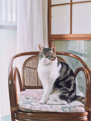 Cat sitting on rattan chair in traditional Japanese room