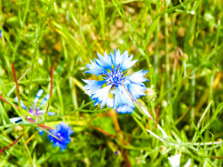 Close up of iris flowers as nature background.