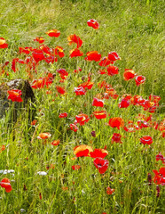 Nature background - meadow full of poppy flowers.