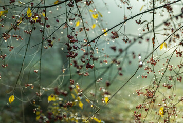 Jesienna impresja, babie lato, jesienny, mglisty poranek w parku. © mycatherina