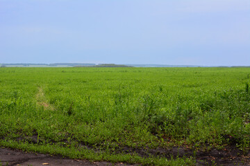 Expansive Green Field Under a cloudy Blue Sky with horizon