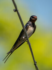 Barn swallow perched on a thin branch against a blurred background