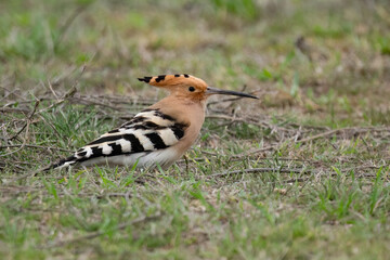 Eurasian hoopoe perched in grassy field