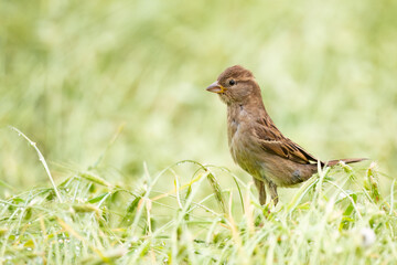 House sparrow perched in lush green grass
