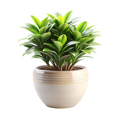 Indoor Potted Plant Clean Decor Isolated PNG.