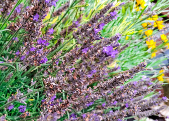 Lavender flowers blooming.