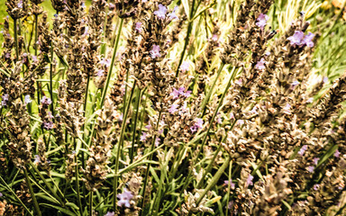 Lavender flowers blooming.