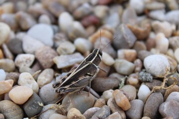 A detailed macro photo of a grasshopper resting on a green leaf. The image clearly shows the insect’s textured body, long antennae, and powerful hind legs.