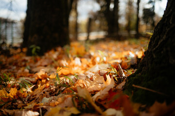Extreme close-up, low-angle shot of bright orange and yellow autumn leaves covering the forest floor, scattered around the base of a dark tree trunk with patches of green moss.