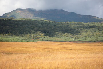 草紅葉が朝陽で金色に染まる、秋の雨竜沼湿原
