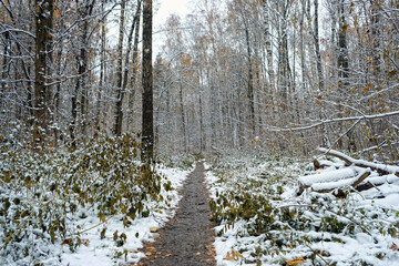 pathway in autumnal forest with fallen first snow. beautiful nature landscape of late autumn or early winter season. cold frozen weather