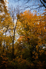 Fototapeta premium A dramatic vertical view looking up into a dense canopy of trees bursting with golden yellow and orange autumn foliage against a bright blue sky, showcasing the peak color of the season.