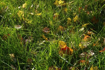 Colorful leaves lying between grass. Autumn leaves background.