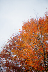 A vibrant display of brilliant, fiery orange and red autumn tree foliage filling the bottom of the frame, contrasting dramatically with a pale, almost white sky.