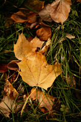 A close-up of a large, pale yellow maple leaf resting on green grass and other dry brown leaves, highlighting the transition of seasons and texture.