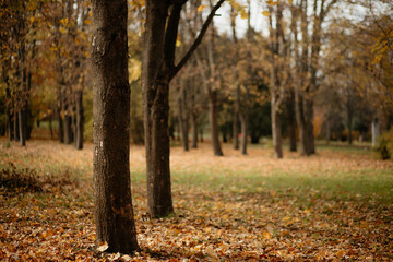 Low-angle view of a park clearing with scattered autumn leaves covering the ground. Tree trunks dominate the foreground, leading the eye into a softly focused, warm forest.
