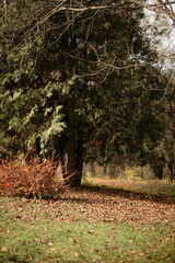 A peaceful park scene featuring a large, dark evergreen tree contrasting with red and brown deciduous shrubs and a ground covered in fallen leaves and green grass during late autumn.