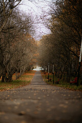 A solemn autumn park walkway leading into the distance, framed by rows of mostly bare trees, scattered leaves, and modern streetlights under a pale sky.
