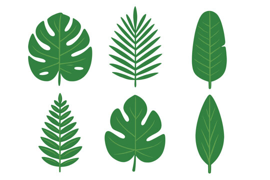 Collection of exotic green tropical leaves set including monstera and palm fronds for natural decoration