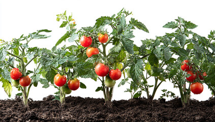 Tomato plants with ripe red fruit growing on vine