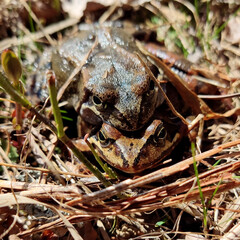 Wood frogs in amplexus during breeding season in natural habitat