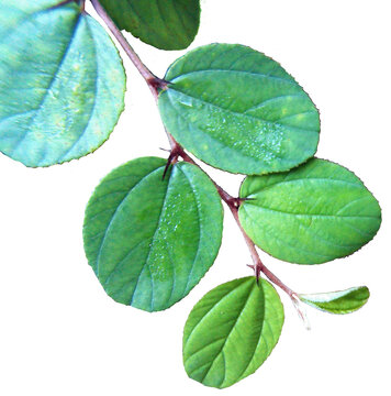 green bidara leaves isolated on a transparent background