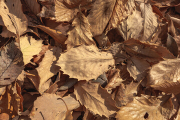 Close-up crunchy dry autumn leaves blanketing ground with display of brown and beige hues, creating a natural warm textured foliage carpet intricate veins and surface ripples.