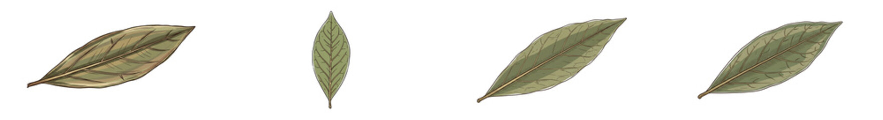 Bay leaf ink drawing isolated on white