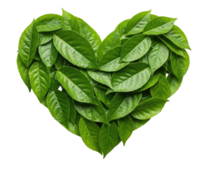 Heart shape made of green leaves isolated on transparent background