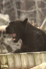 a close-up portrait of a yawning panther