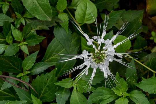 Cat's whiskers flower (Orthosiphon aristatus) is a wild plant in traditional herbal medicine.