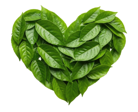 Heart shape made of green leaves isolated on transparent background