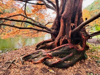 Large old tree with thick, twisting roots that spread across the ground and partially above the soil with river in the background. Autumn season
