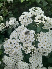 Bridal wreath spirea clusters of small white flowers with yellow centers on a green-leaved bush