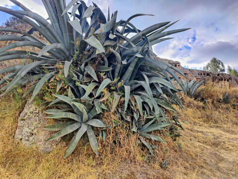 Agave plants growing at ventanillas de otuzco archaeological site