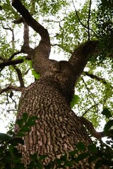 a big tree