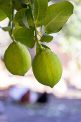 Close-up of two lemons on a branch.