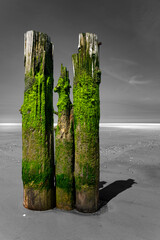 Fototapeta premium Wooden old harbor pillars and rope on the sandy beach of Wangerooge in the Wadden Sea National Park. Green algae and barnacles cover the trunks. Green color isolated on black and white background.