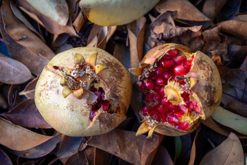 Overhead view of two pomegranates on autumn leaves.