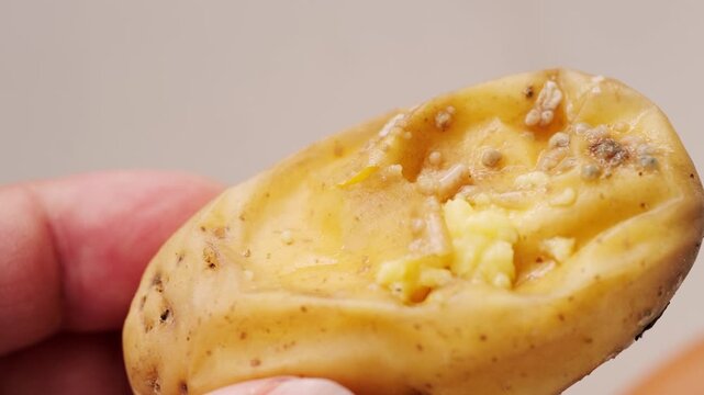 Rotten potatoes with sprouts eaten by caterpillars and larvae feeding, decaying food, natural decomposition, natural organic decay, organic matter, soil, unhealthy produce, insects detailed