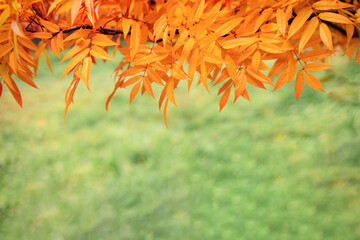 Autumn leaf fall wallpaper, red rowan leaves texture, space for text