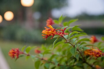 mottled toothedthread in a garden 