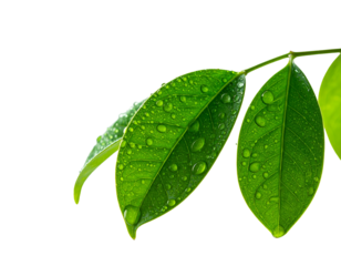 Vivid green leaves glistening with dew drops against black