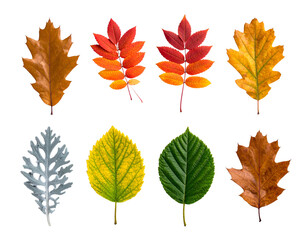 Naklejka premium Eight colorful, detailed autumn leaves isolated on black