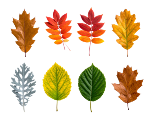 Eight colorful, detailed autumn leaves isolated on black