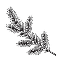 Detailed pine branch vector illustration in hand-drawn sketch style, perfect for botanical prints, logos, and vintage nature artwork.